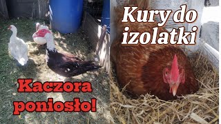 220 Kaczor topi kaczkę😠 jaskółki dorosły 🐦izolatka dla kur 🐔 piękna gąsiennica [upl. by Rambert]