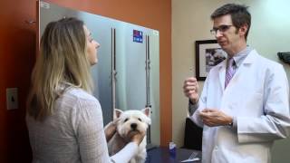 Caninsulin for Dogs [upl. by Seltzer]