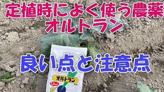 オルトラン定植時に使うと長期で効果ある定番農薬、でも食われてる時あるよね！？良い点と注意点 [upl. by Belamy]