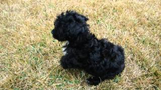 Black Toy Poodle [upl. by Yoshiko]