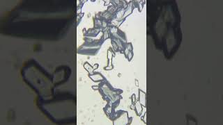 Crystallization Process Under a Microscope  Copper Sulpate Crystallization  Learn Practically [upl. by Naujad974]