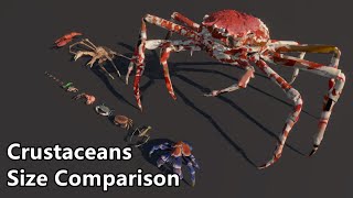 Crustaceans Size Comparison  The largest crab in the world [upl. by Wolf682]