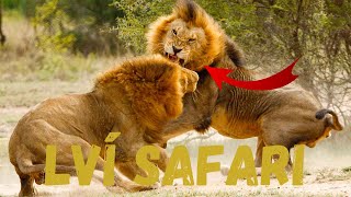 LVÍ SAFARI I Safari park Dvůr Králové English Subtitles [upl. by Oretna787]