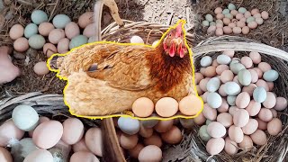 Unbelievable Chicken Eggs Harvesting From Farm [upl. by Fidelity39]