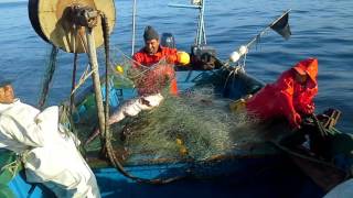 pesca de congrio caleta sierra chile [upl. by Richart610]