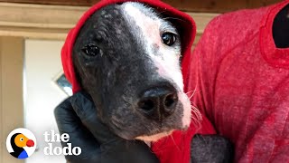 Puppy Found On Train Tracks Is About To Meet His Forever Family  The Dodo Foster Diaries [upl. by Javed223]