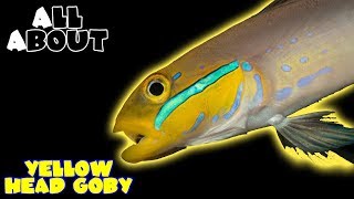 All About The Yellow Head Goby or Sleeper Gold Head Goby [upl. by Ydniw]