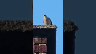 Northern Mockingbird Imitating Car Alarm 🚨 animals shorts birds wildlife [upl. by Audi]