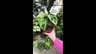 Antwoorden op Betina Thanks for your order Enjoy your plants 🤗HomeGarden Gardening HomeGard [upl. by Aned]