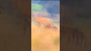 Nilgay Baby animals nilgaijumping wildlife nilgai jungleinside nature [upl. by Elram970]