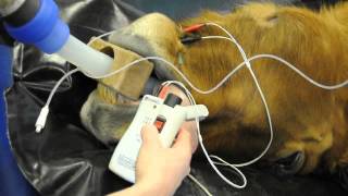 Microstim DB3 Nerve Stimulator  Tetanus and post tetanic count horse lip [upl. by Atnohs]