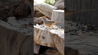 Whitecrowned Sparrow🐦Woodpile Buffet whitecrownedsparrow [upl. by Eerol]