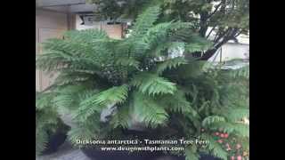 Dicksonia antarctica Tasmanian Tree Fern [upl. by Yenwat]