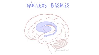 Núcleos Basales Ganglios basales  Anatomía y fisiología [upl. by Linoel]