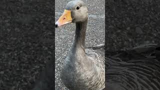 Greylag goose [upl. by Naejamron]