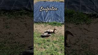 Laufenten Enten als beste Schnecken Bekämpfung [upl. by Haerle]