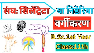 phylum coelenterata class 11  phylum coelenterata bsc 1st year in hindi [upl. by Assir]