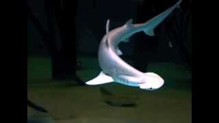 Bonnethead sharks in slow motion [upl. by Junieta]