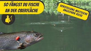 So fängst du Fische an der Oberfläche [upl. by Narruc]