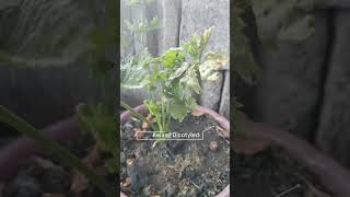 Seledri Apium graviolens L onlineclasses studyvlog seledri celery garden viral [upl. by Annabella]