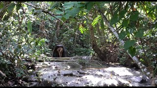 LIVING OFF GRID Building Tiny Shelter In The Rainforest Survival Alone [upl. by Kira328]