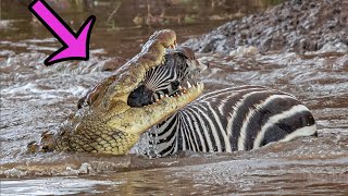 5 fois un Zèbre a été mangé vivant par des Crocodiles  Combats d’Animaux [upl. by Joela]