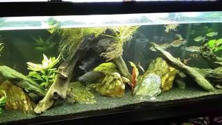 Water Change quotBampAquot With SunSun 304B Filter DIY Repair [upl. by Asnerek]