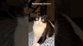 Mischievous Whiskers [upl. by Funk]