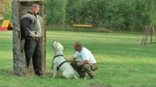 Good training with dogo argentino  bite work [upl. by English17]