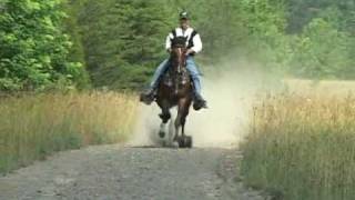 Reverand Homer  Single Footer Stallion [upl. by Hoffert]