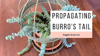 How to Propagate Burros Tail Succulent  Angels Grove Co [upl. by Ytissac361]