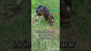 Encefalitis equina en Equinos el día de ayer Espero les sirva de algo en sus diagnóstico clínico [upl. by Lenka]