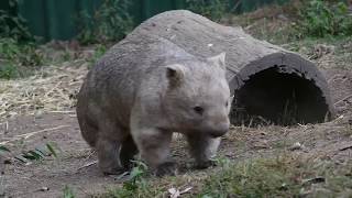 Wombats are not pets [upl. by Rocher]