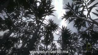 Las primeras plantas e insectos [upl. by Yanahs296]