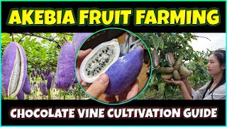 Akebia Fruit Farming  How to grow Exotic Akebia Quinata Fruit  Chocolate Vine Cultivation [upl. by Nylirehs]