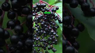 Discover The Beauty of Black Lace Elderberry gardening [upl. by Hermie904]