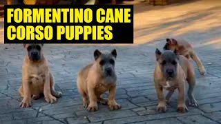 THE BEST FORMENTINO cane corso PUPPIES [upl. by Normalie]