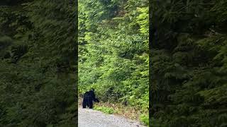 Bear and Breakfast by Kennedy Lake [upl. by Zimmer]