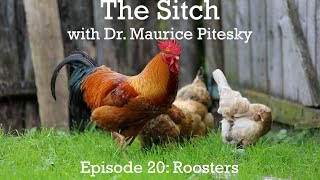 The Sitch Episode 20 Roosters [upl. by Eniale282]