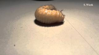 Rose Chafer Grub  A Holometabola  Larva [upl. by Enelhtac]