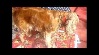 Comment faire un toilettage pas cher dun cocker spaniel anglais [upl. by Ahsatin]