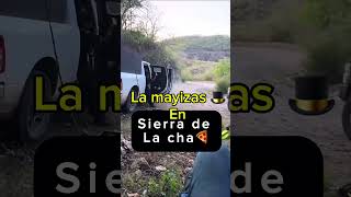 La mayizas están en sierra de la cha🍕 mayitoflaco mexico sinaloa lospshorts lpm [upl. by Daphene]