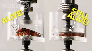 Cockroach vs Hydraulic Press Who Wins  Deep Look [upl. by Leachim]