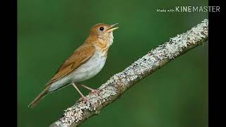 Veery Thrush song slowed down by 13 of original speed [upl. by Attelocin74]