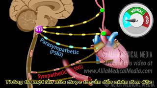 Baroreflex Bộ phận cảm áp mạch máu [upl. by Herrod]