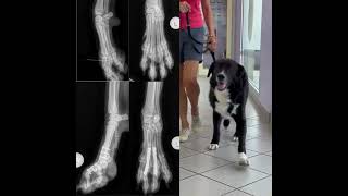 Canine metacarpalphalangeal arthrodesis vet veterinarian cvms [upl. by Pru]