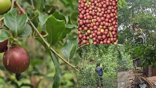 Mountain people garden and harvest Mung Quan fruit to sell at the market [upl. by Aronel]