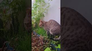 Ginger tabby cat likes to eat wheat grass cats [upl. by Osnohpla829]