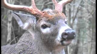 Understand Whitetail Deer Behavior During the Rut [upl. by Gardy]