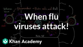 When flu viruses attack  Infectious diseases  Health amp Medicine  Khan Academy [upl. by Anaibib738]